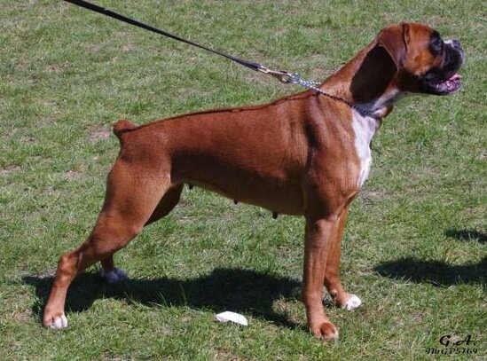 Boxer Société Centrale Canine