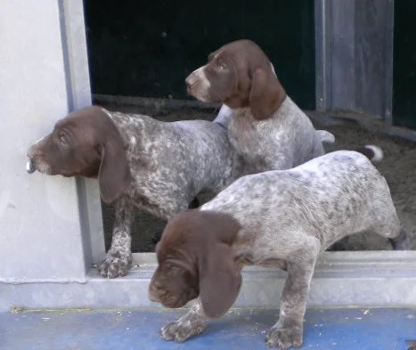 Braque Allemand A Poil Court Societe Centrale Canine Braque Allemand A Poil Court Societe Centrale Canine