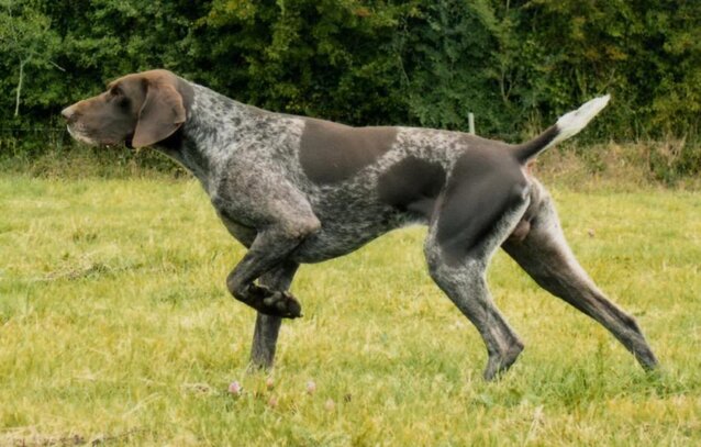 Braque Allemand A Poil Court Société Centrale Canine