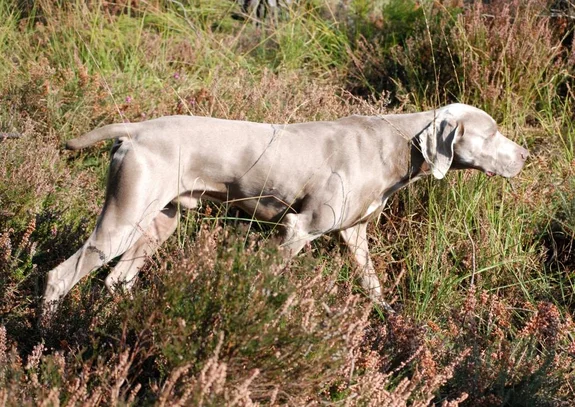 Braque De Weimar Societe Centrale Canine
