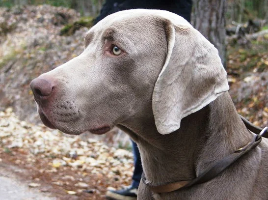 Braque De Weimar Societe Centrale Canine