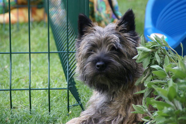 Cairn Terrier Societe Centrale Canine