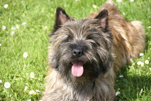 Cairn Terrier Societe Centrale Canine
