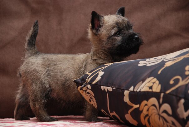 Cairn Terrier Société Centrale Canine