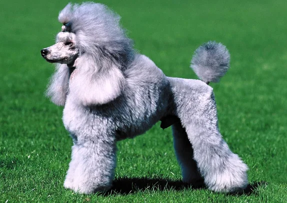 Caniche Societe Centrale Canine Caniche Societe Centrale Canine