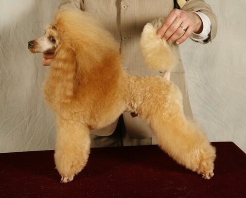 Caniche Société Centrale Canine