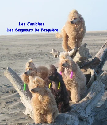 Caniche Societe Centrale Canine
