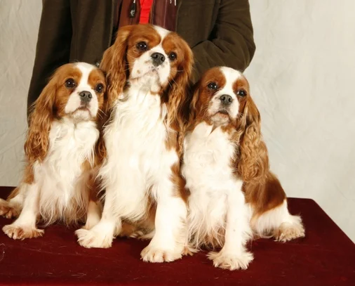 Cavalier King Charles Societe Centrale Canine