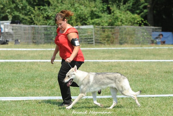 Chien Loup Tchecoslovaque Société Centrale Canine