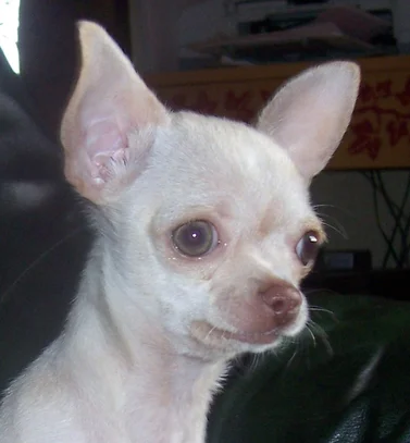 Chihuahua Societe Centrale Canine