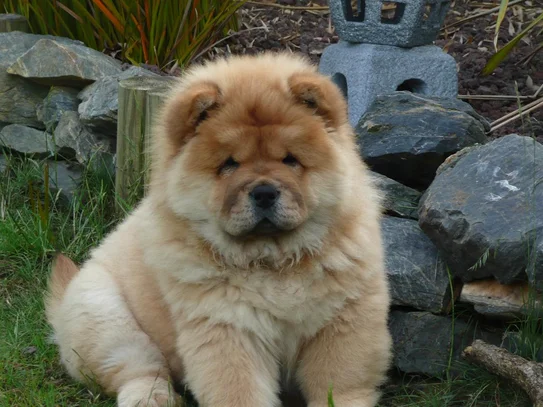 Chow Chow Societe Centrale Canine