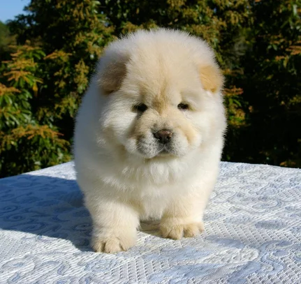 Chow Chow Societe Centrale Canine