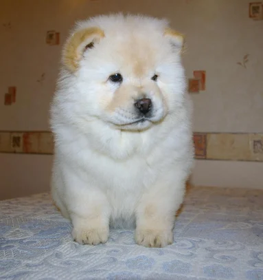 Chow Chow Societe Centrale Canine