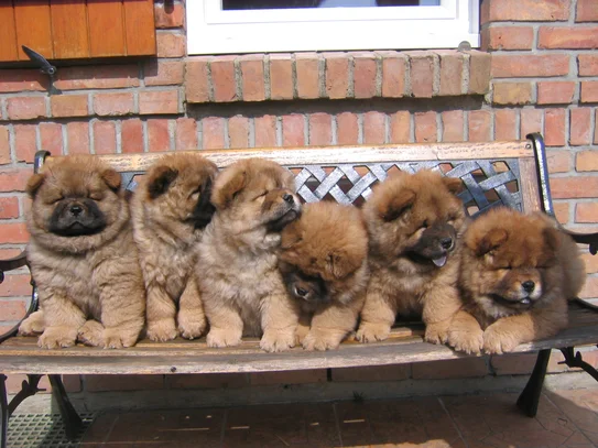 Chow Chow Societe Centrale Canine Chow Chow Societe Centrale Canine
