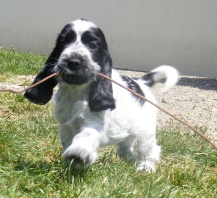Cocker Spaniel Anglais Societe Centrale Canine