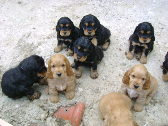 Cocker Spaniel Anglais Societe Centrale Canine