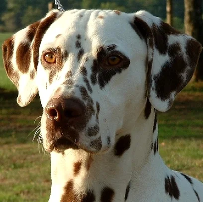 Dalmatien Societe Centrale Canine