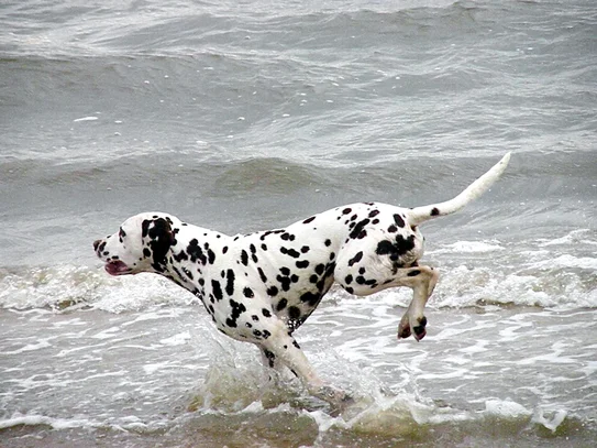Dalmatien Societe Centrale Canine