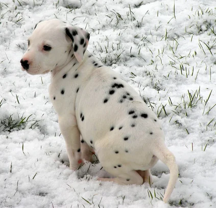Dalmatien Societe Centrale Canine