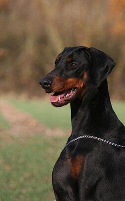 Dobermann Societe Centrale Canine