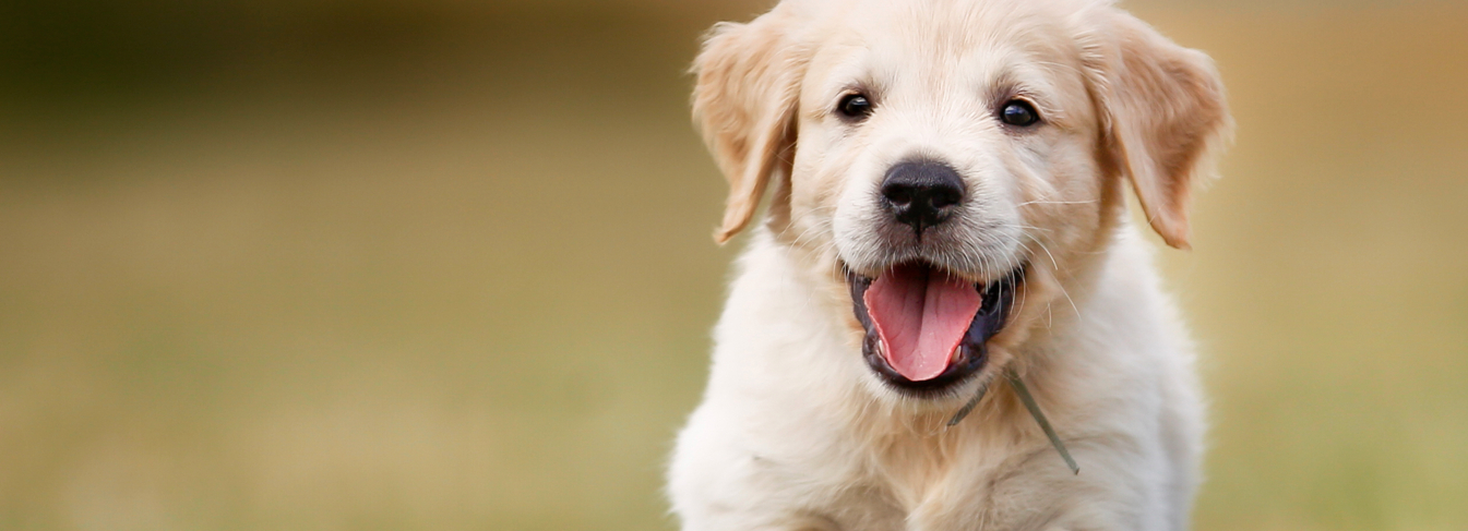 Trouver Un Chiot Société Centrale Canine